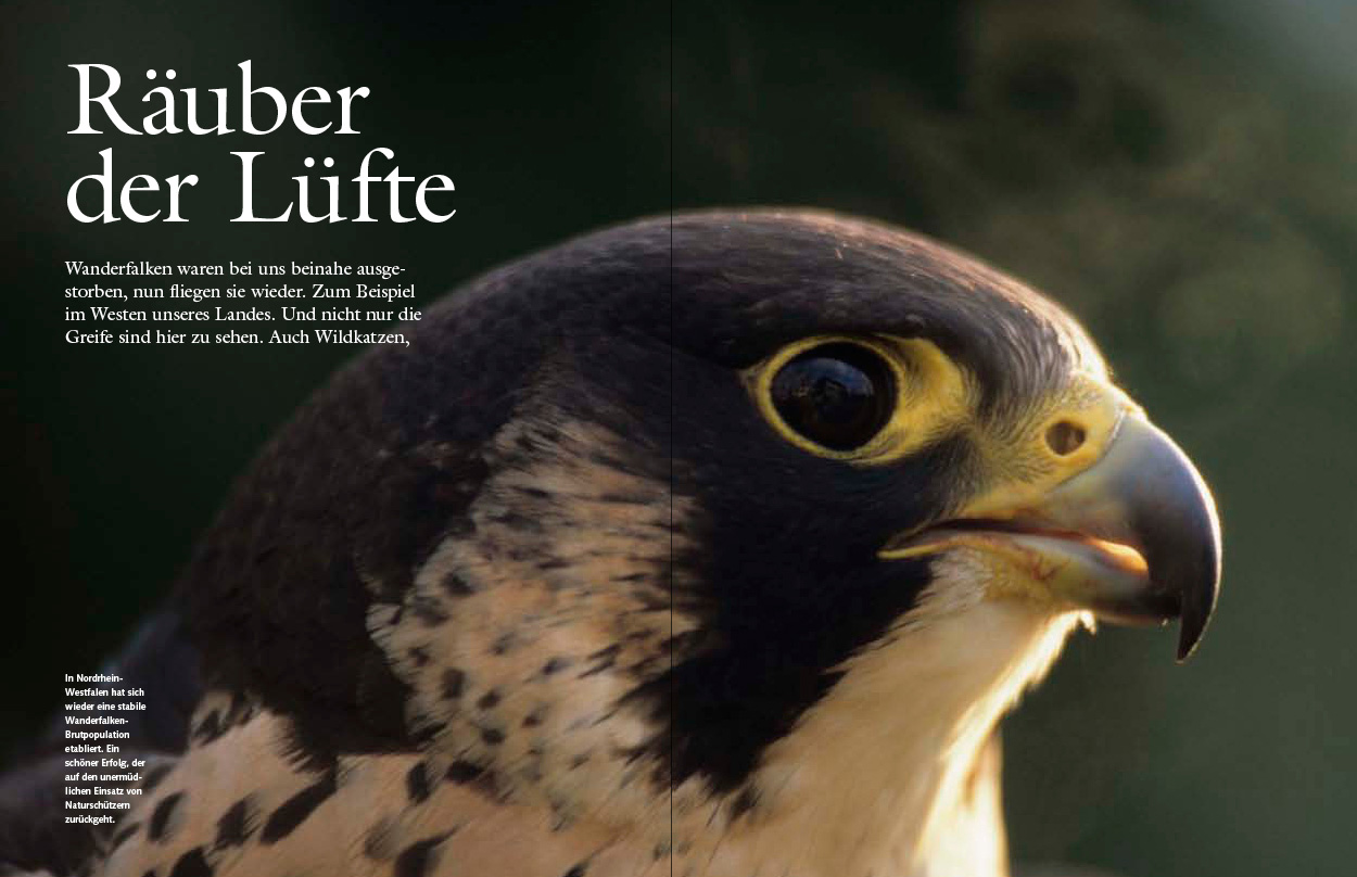 Erdgeschoss Grafik | Esther Gonstalla | Magazingestaltung | National Geographic National Geographic Deutschlands Wilde Tiere